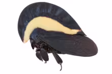 Membracis foliataarcuata