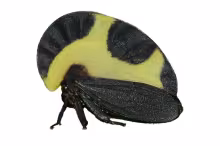 Membracis trimaculata