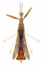 Bactrodes spinulosus