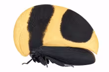 Membracis