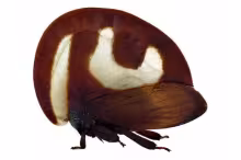 Membracis