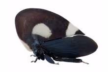 Membracis