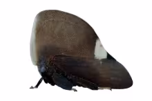 Membracis