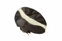 Membracis