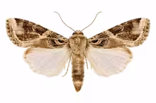 Spodoptera
