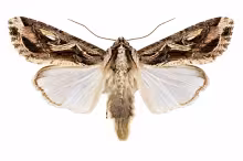 Spodoptera