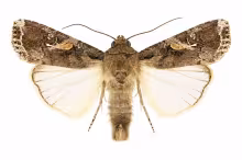 Spodoptera