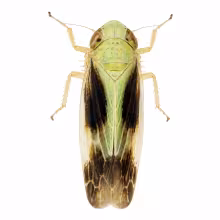 Graminella nigripennis