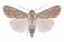 Spodoptera